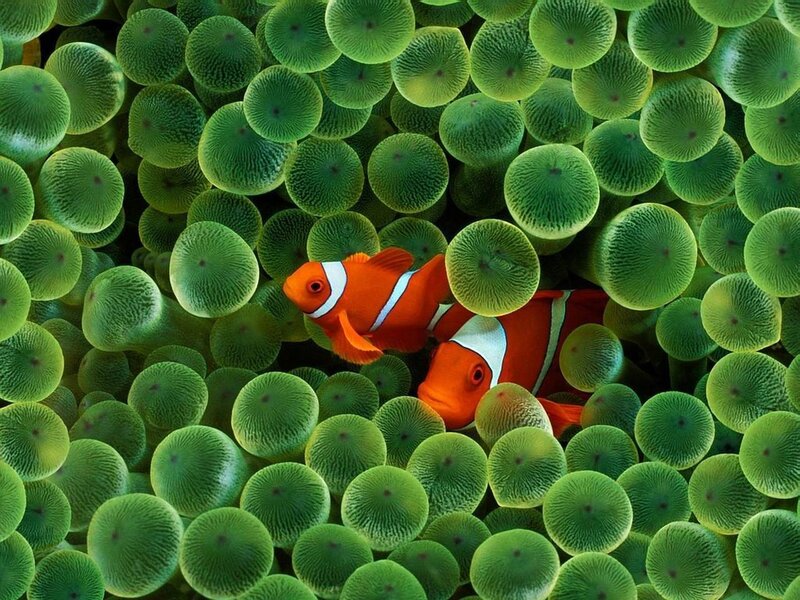 clownfish in sea anemone