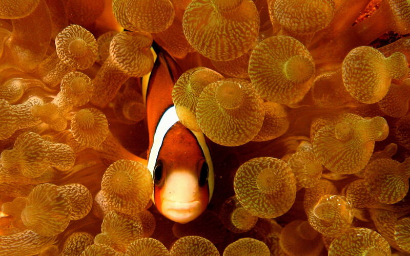 clownfish in sea anemone