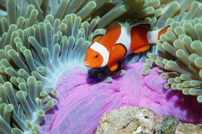 Clownfish in sea anemone