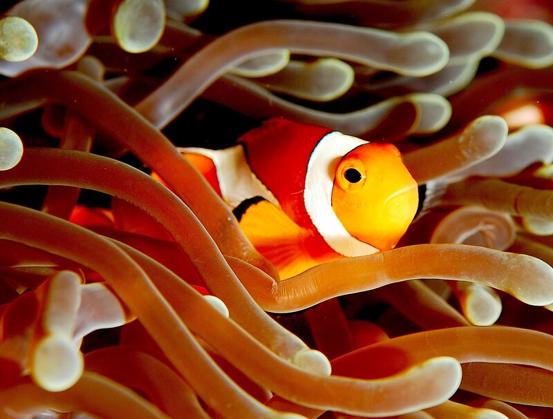 Clownfish in sea anemone