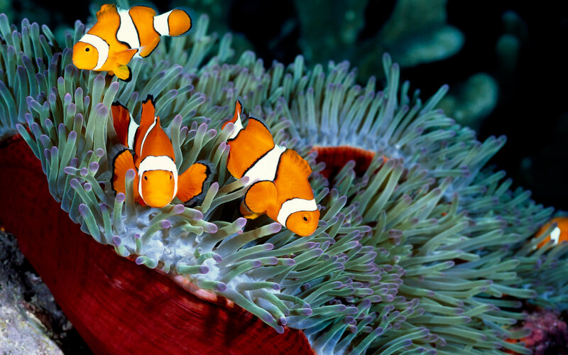 Clownfish in sea anemone