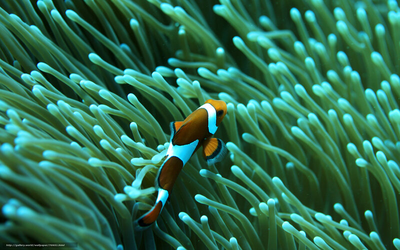 Clownfish in sea anemone