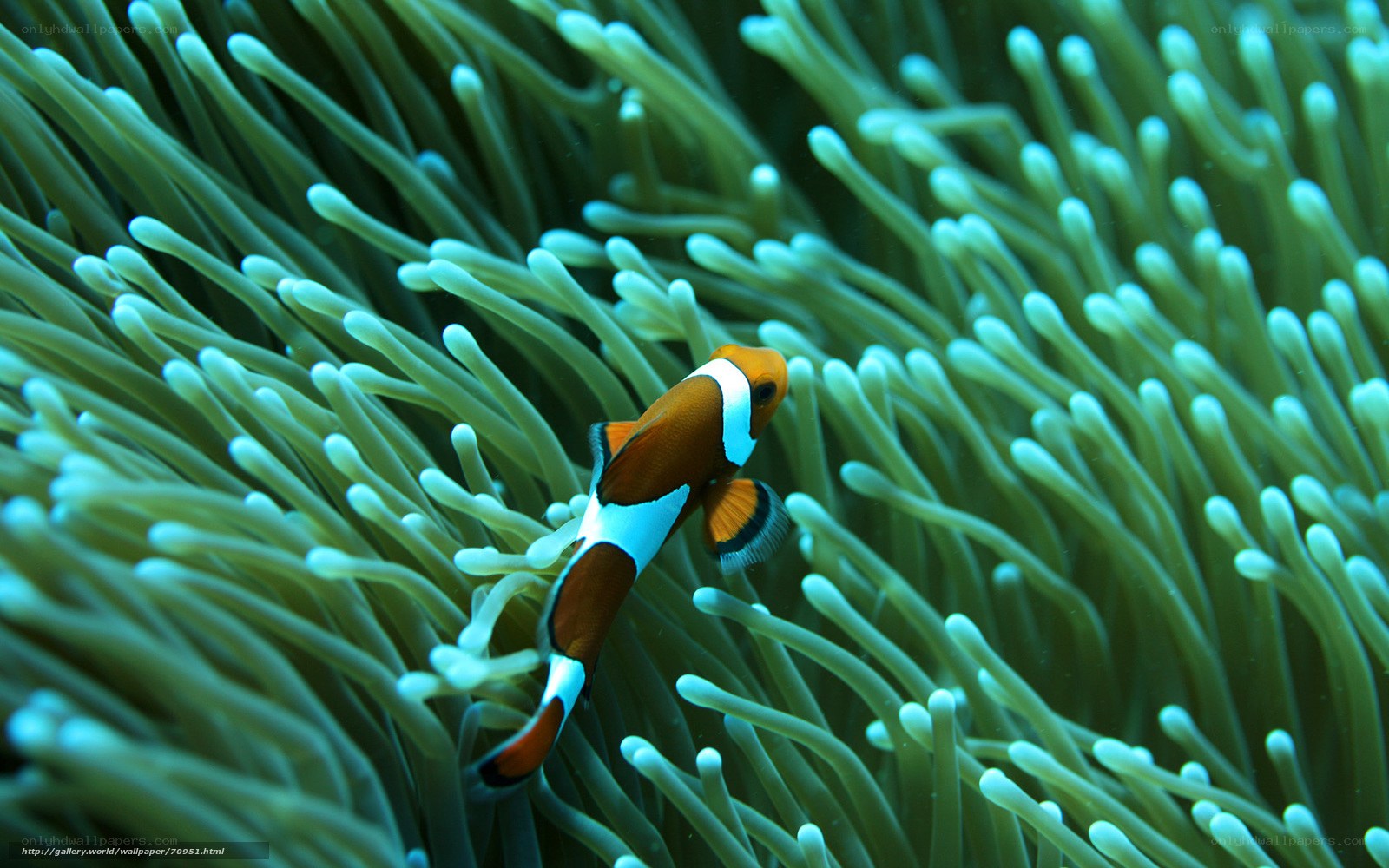 Clownfish in sea anemone