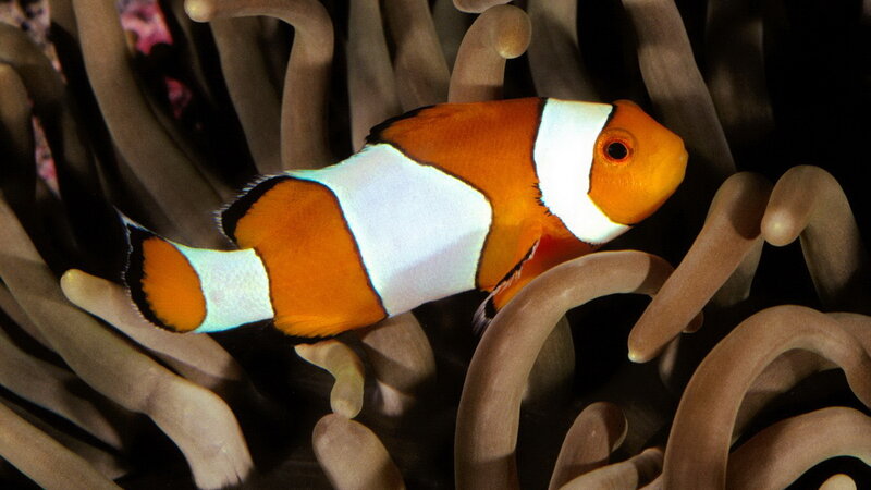 clownfish in sea anemone
