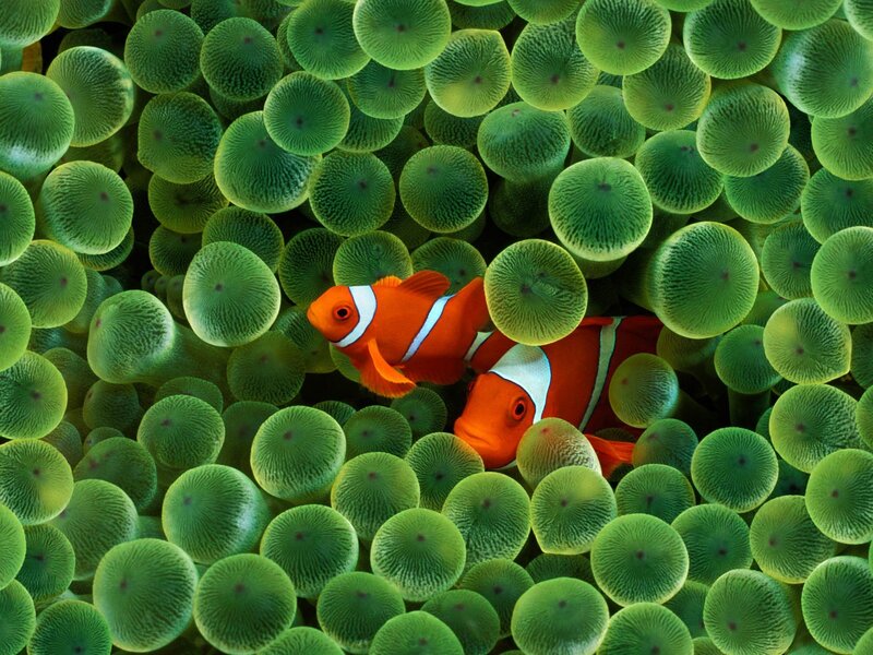 Clownfish in sea anemone