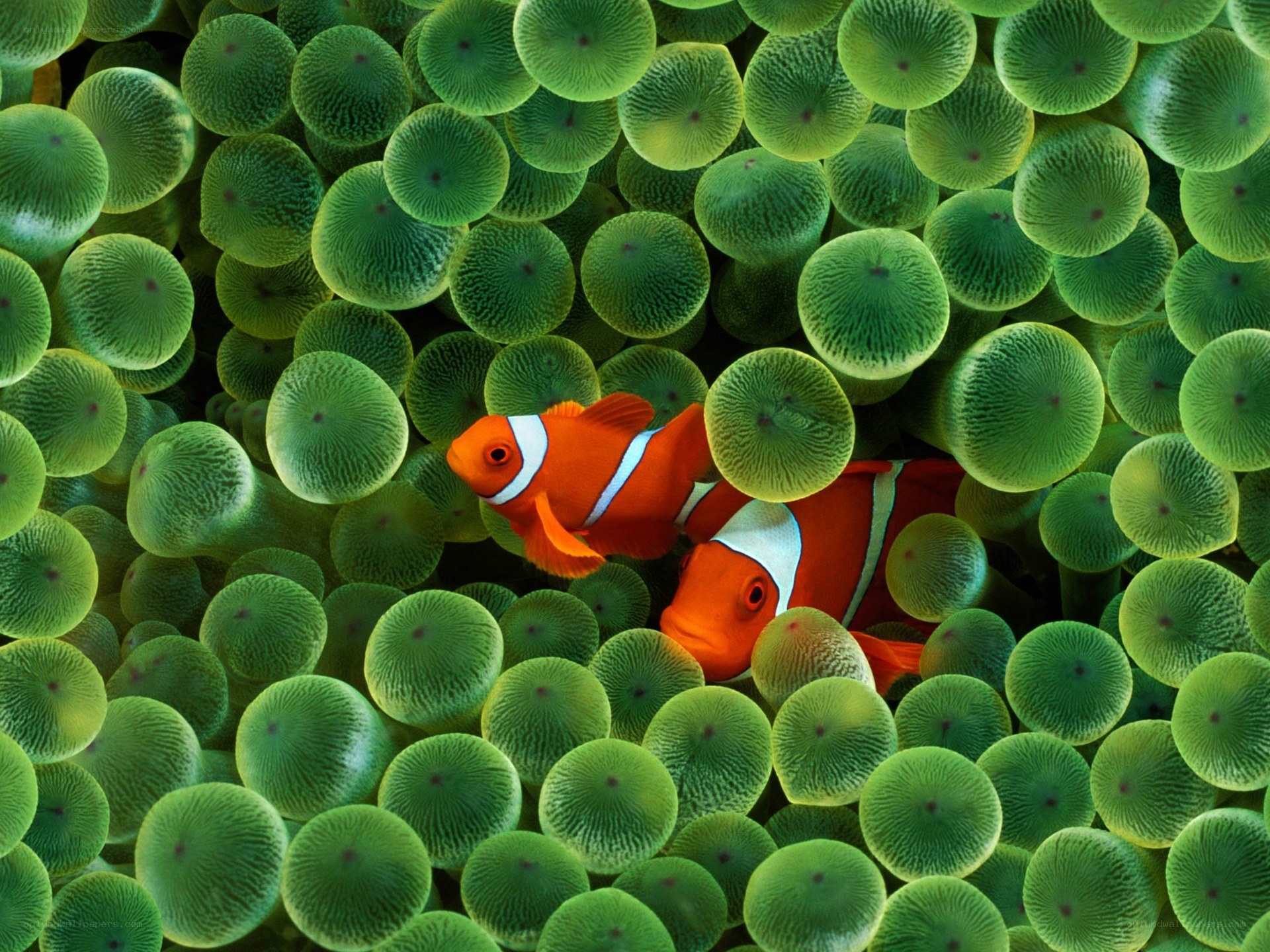 Clownfish in sea anemone