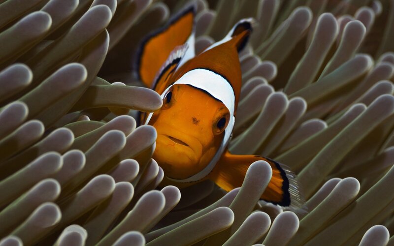 clownfish in sea anemone