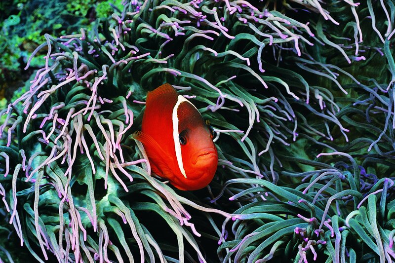 clownfish in sea anemone