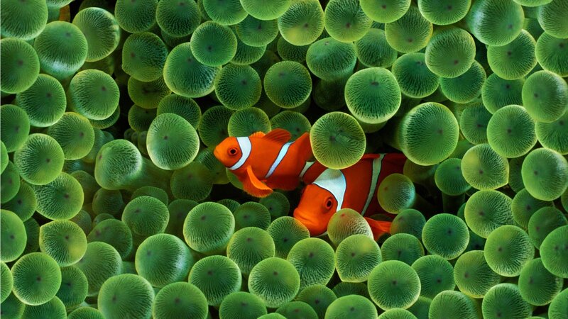 clownfish in sea anemone