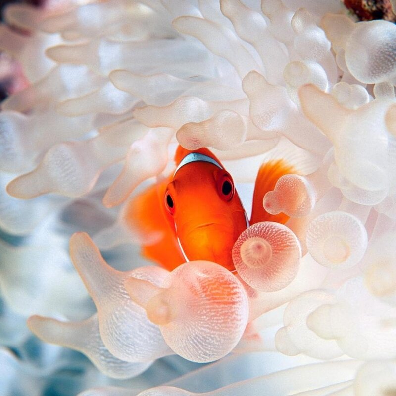 Clownfish in sea anemone