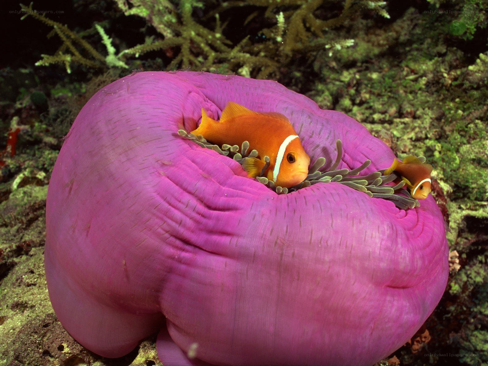 clownfish in sea anemone