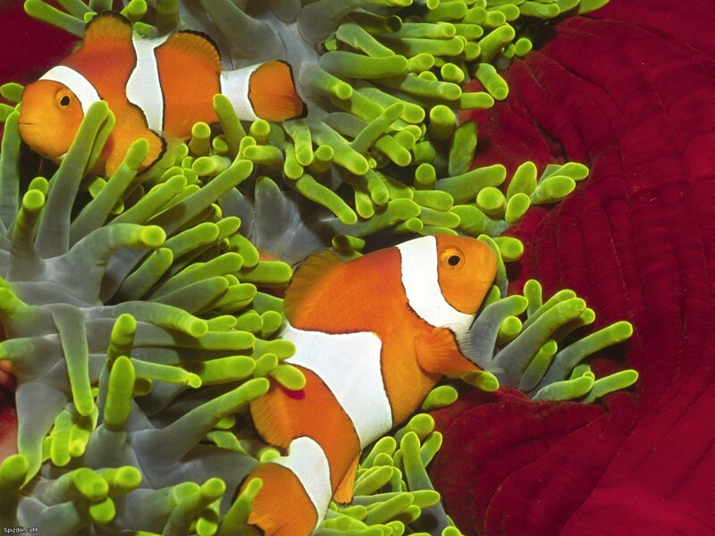 Clownfish in sea anemone