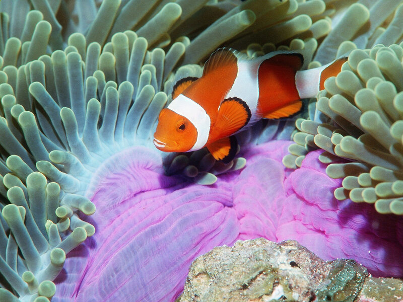clownfish in sea anemone