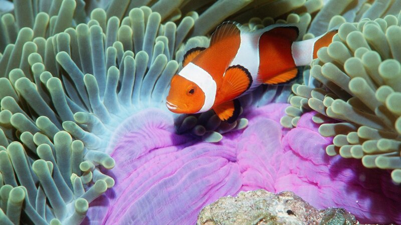 clownfish in sea anemone