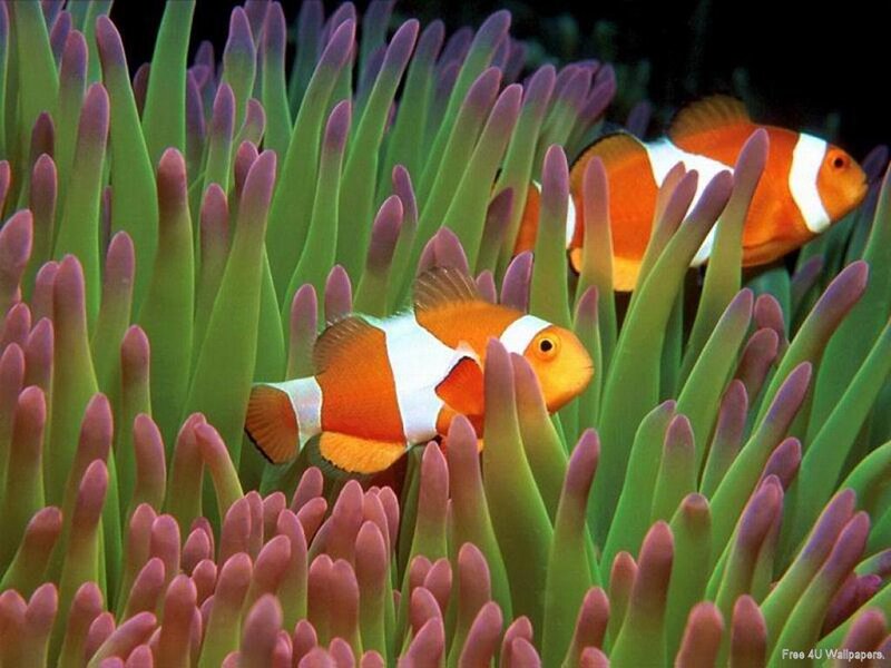 clownfish in sea anemone
