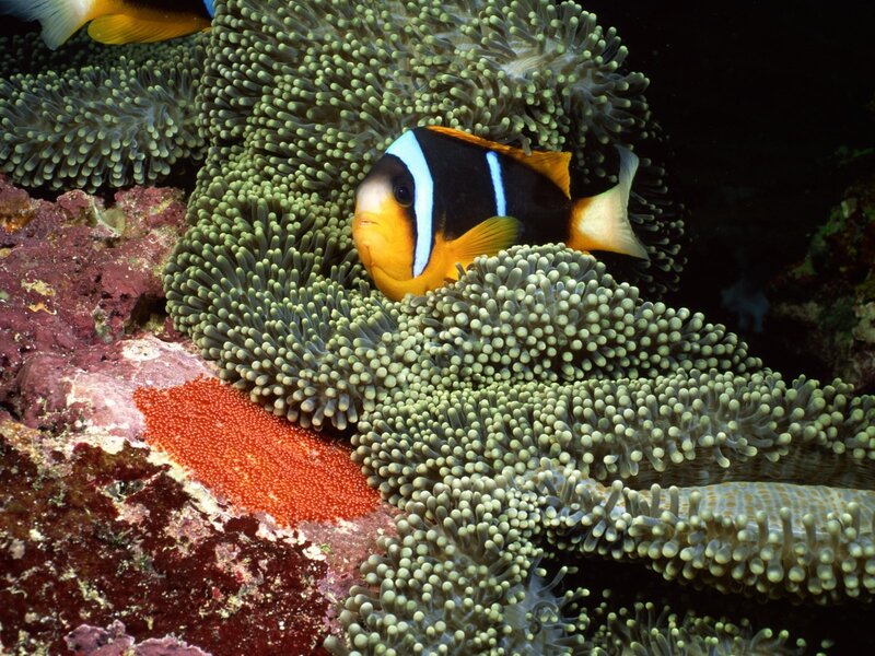 Clownfish in sea anemone