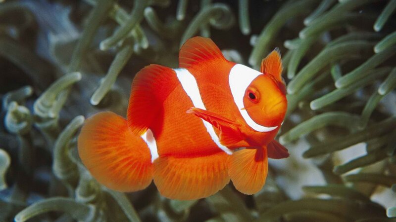 clownfish in sea anemone