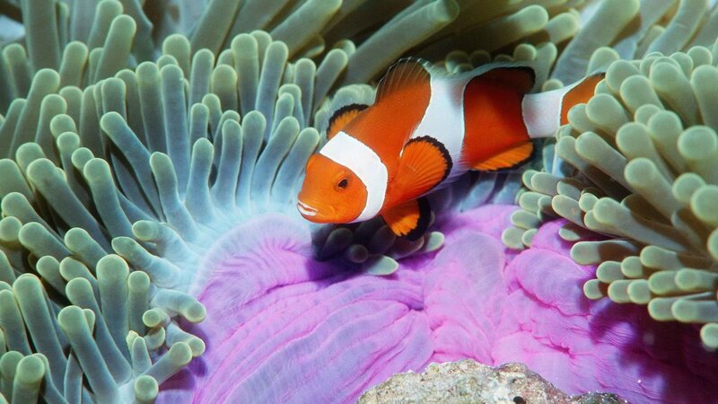 clownfish in sea anemone