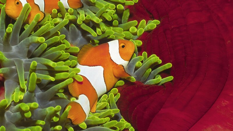 clownfish in sea anemone