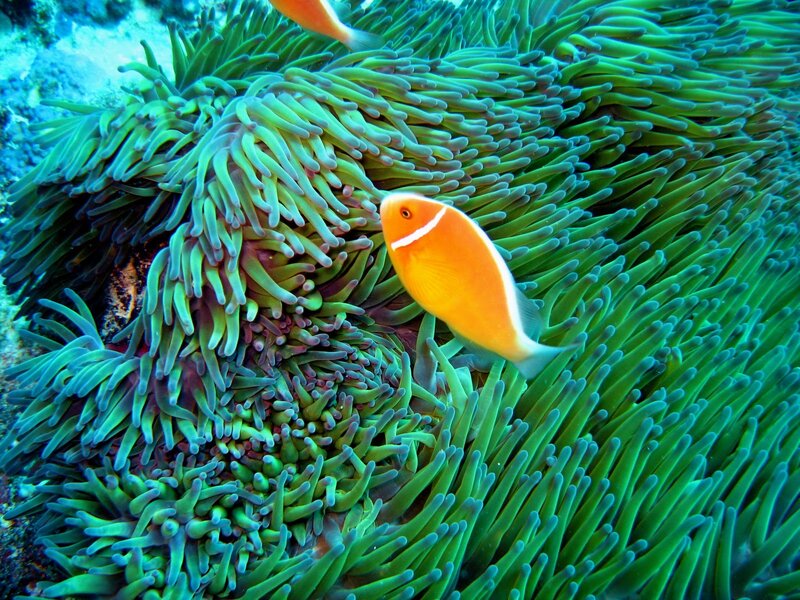 Clownfish in sea anemone
