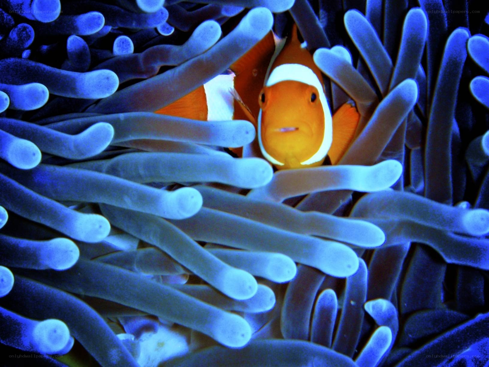 clownfish in sea anemone