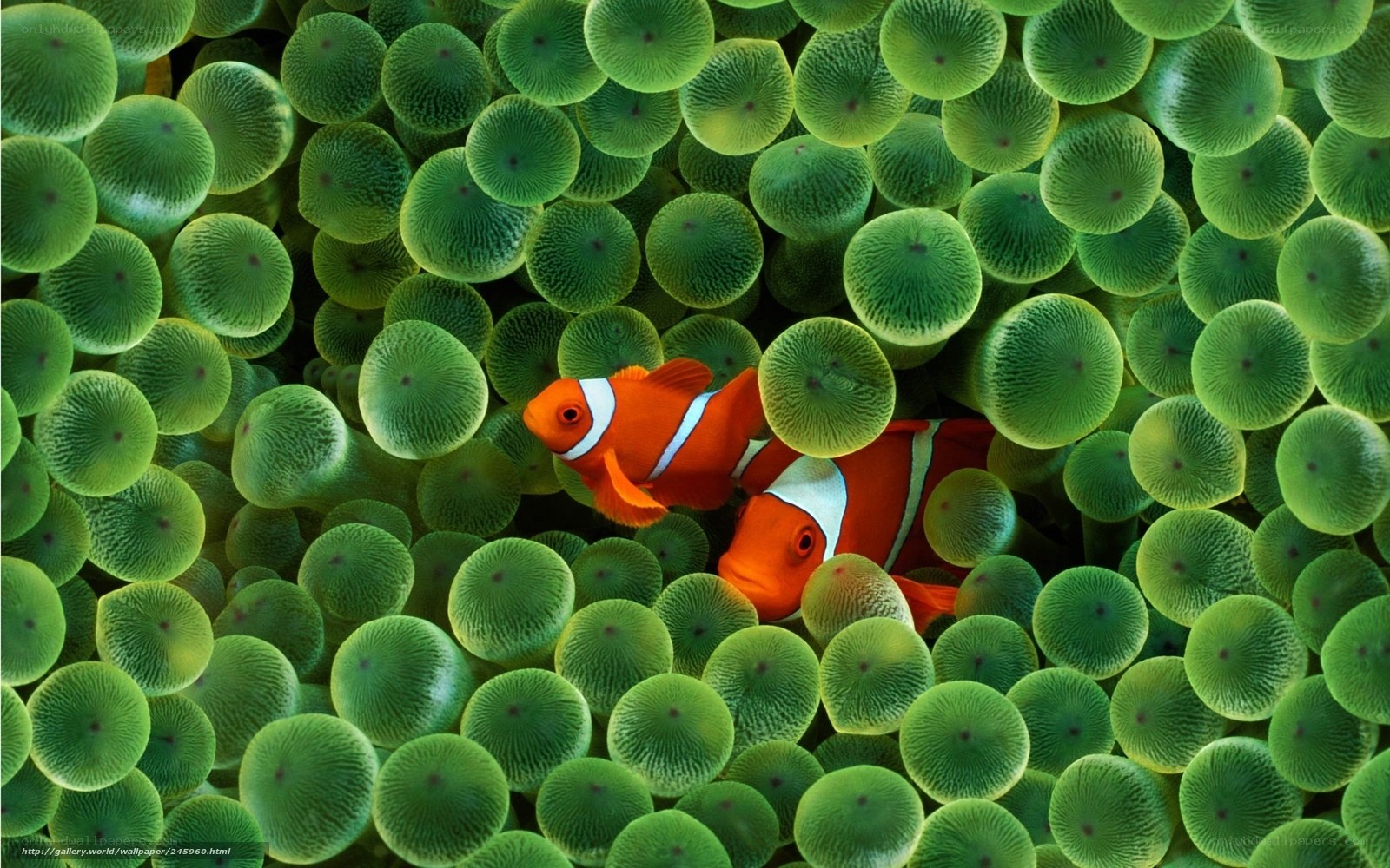 clownfish in sea anemone