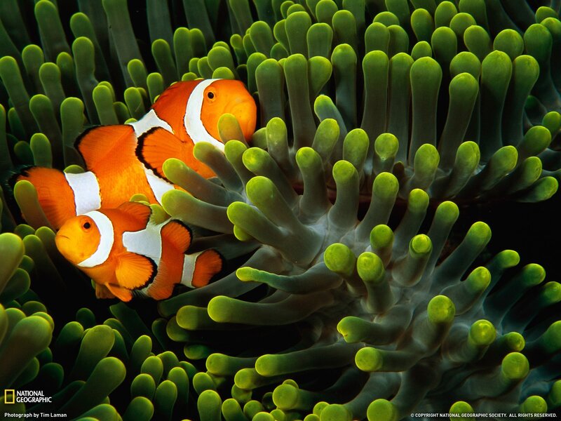 Clownfish in sea anemone