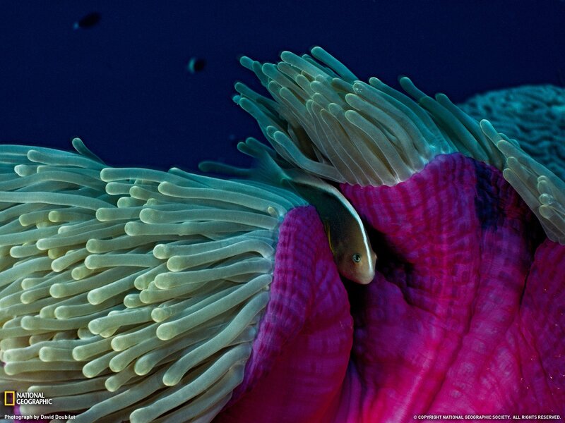 Clownfish in sea anemone