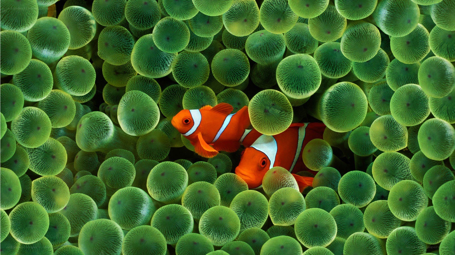 Clownfish in sea anemone