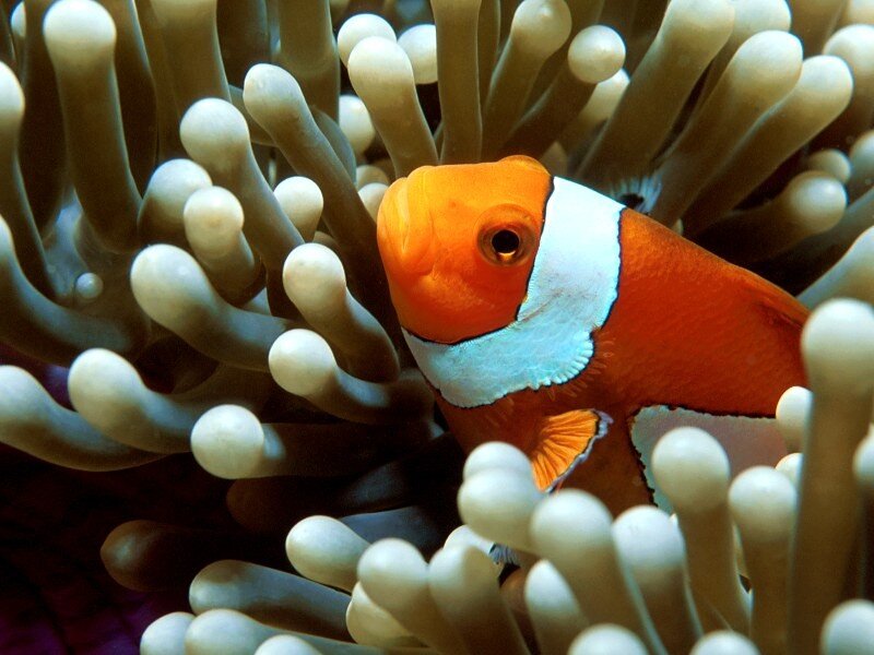 clownfish in sea anemone