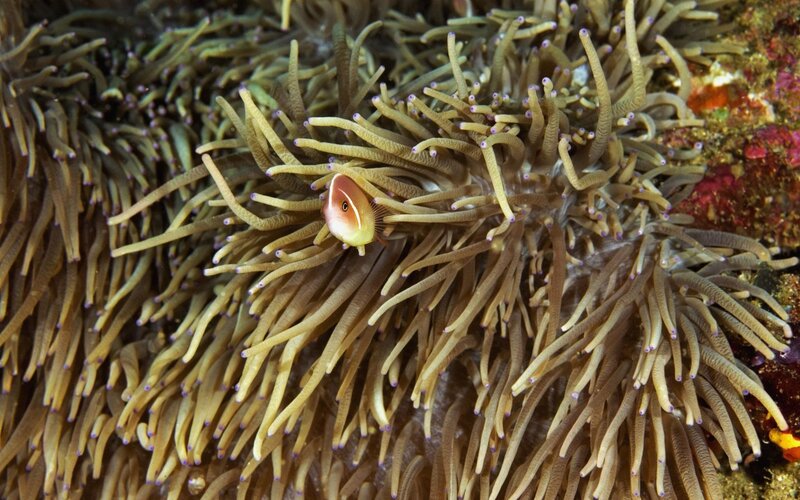 Clownfish in sea anemone