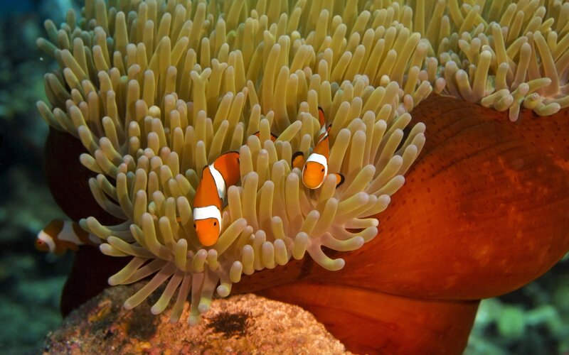 Clownfish in sea anemone