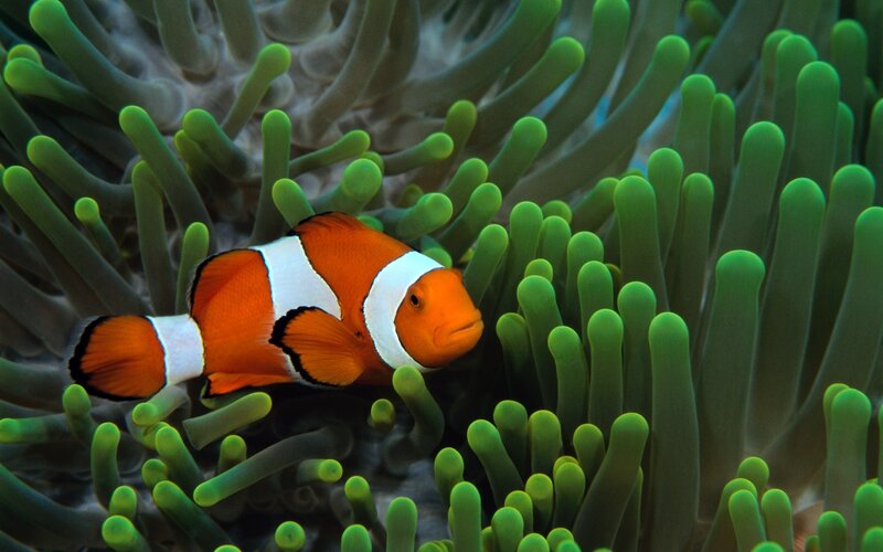 clownfish in sea anemone