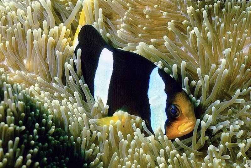 clownfish in sea anemone