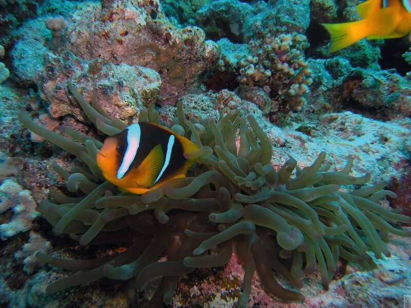 clownfish in sea anemone