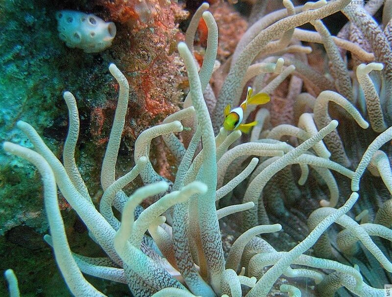 Clownfish in sea anemone