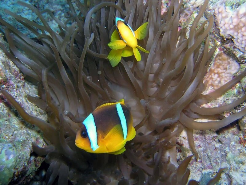 Clownfish in sea anemone