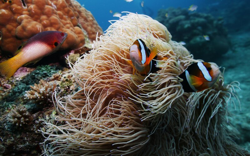 Clownfish in sea anemone
