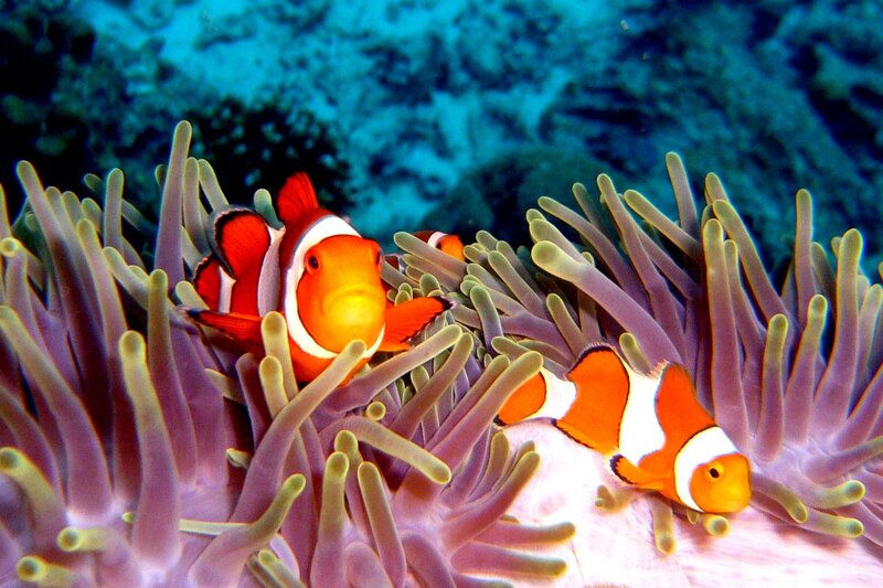 Clownfish in sea anemone