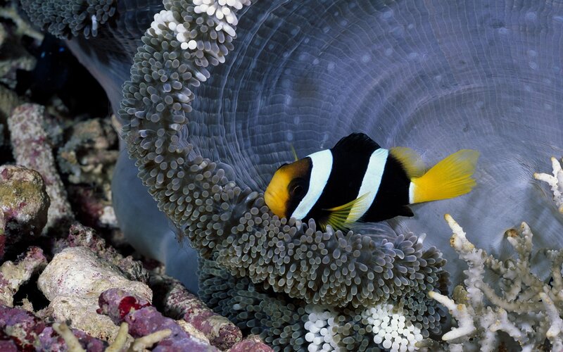 Clownfish in sea anemone