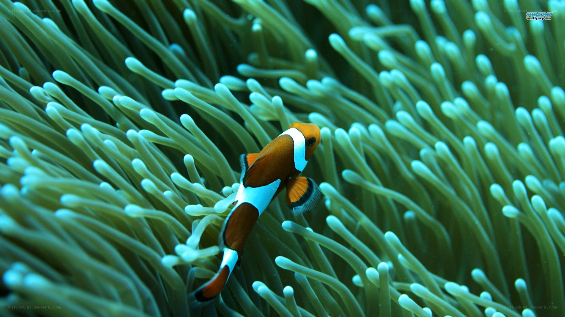 clownfish in sea anemone
