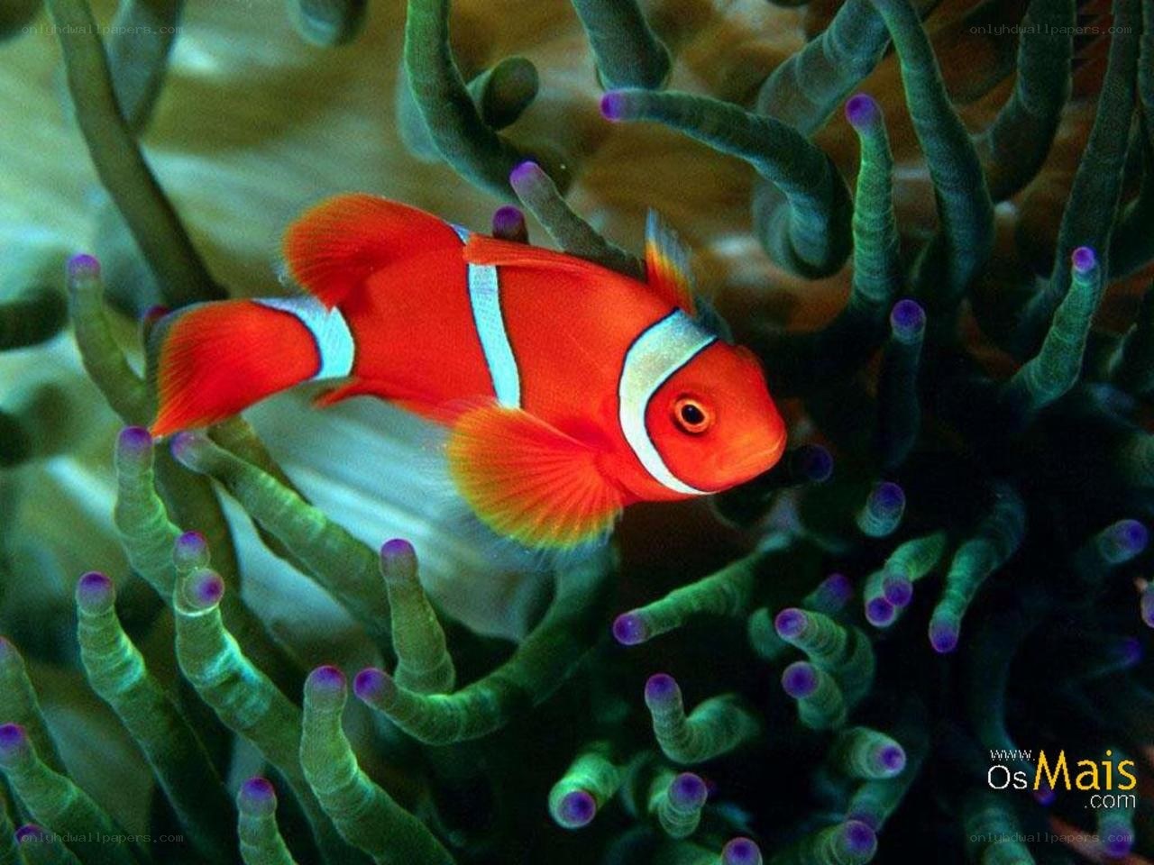clownfish in sea anemone