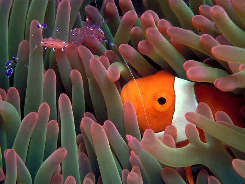 clownfish in sea anemone