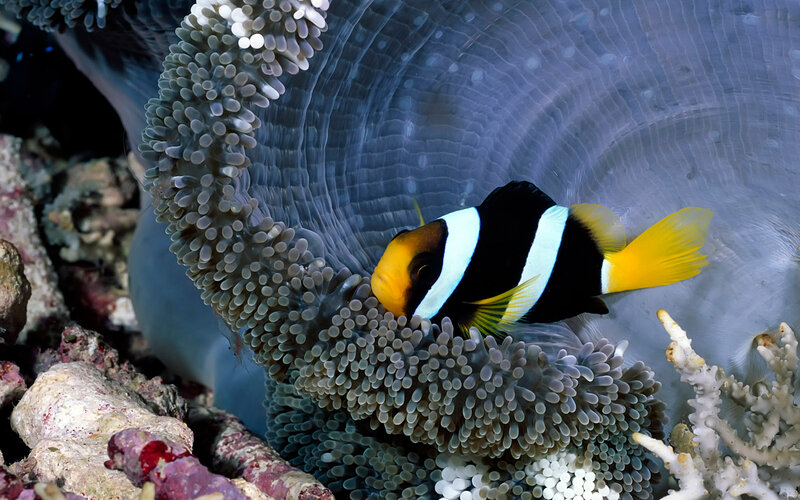 Clownfish in Sea Anemone — Black, Calm, Photograph, Sea Anemone, Coral, Ocean Floor