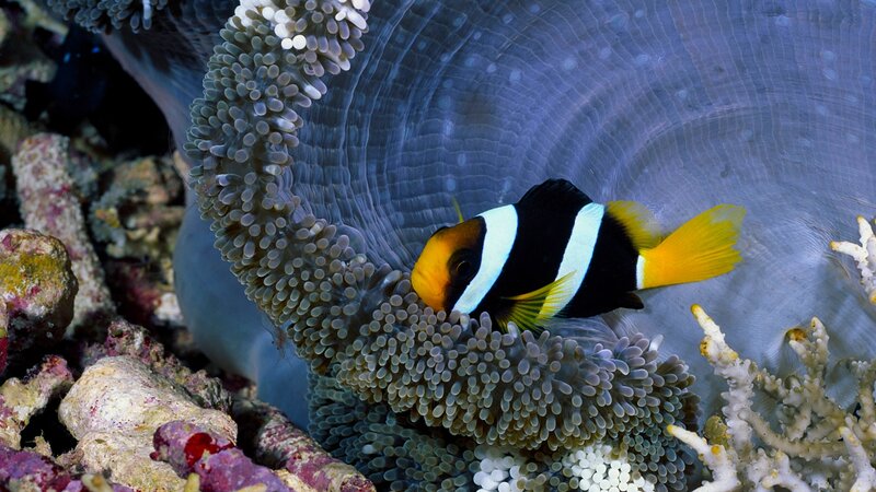 Clownfish in Sea Anemone — Black, Calm, Photograph, Sea Anemone
