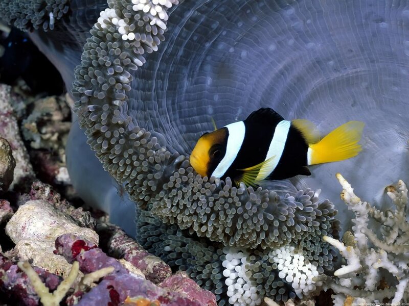 Clownfish in Sea Anemone — Black, Calm, Photograph