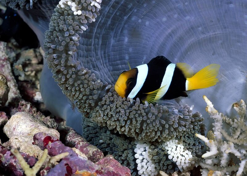 Clownfish in Sea Anemone — Black, Calm