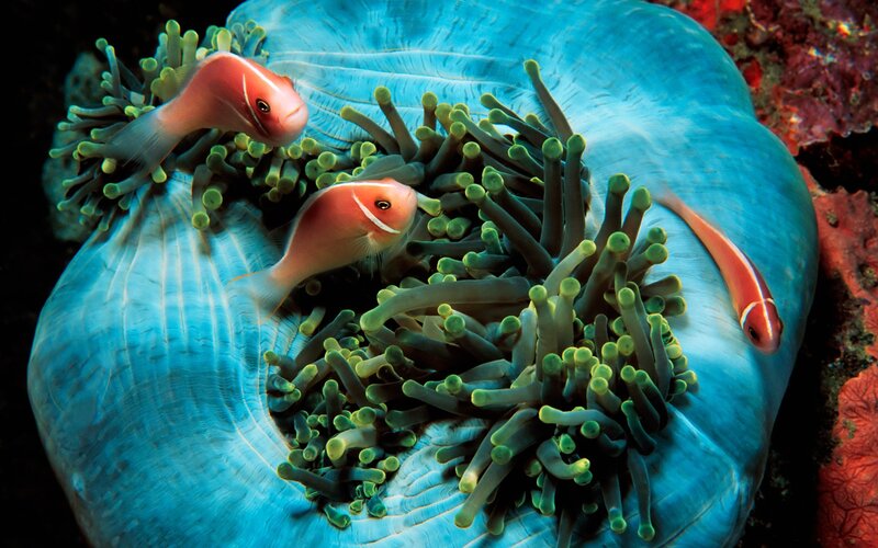 Clownfish in Sea Anemone — Blue
