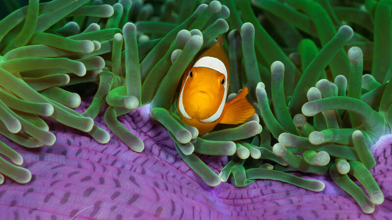 Clownfish in Sea Anemone — Green, Calm, Photograph, Sea Anemone, Coral