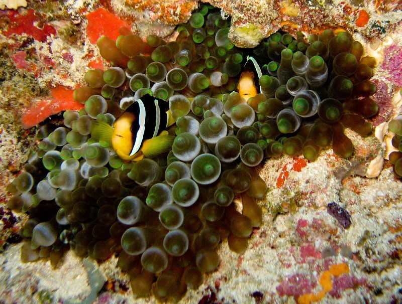 Clownfish in Sea Anemone — Green, Calm, Photograph